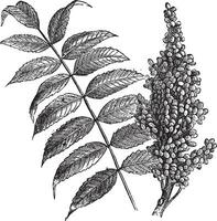 Smooth sumac Rhus glabra, vintage engraving. vector