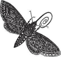 Hawk-Moth or Sphinx quinquemaculatus vintage engraving vector