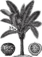 Sago Palm or Metroxylon sagu vintage engraving vector