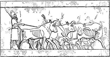 An Assyrian Cattle, vintage engraving. vector