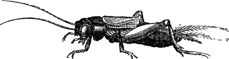 Field cricket, vintage engraving. vector