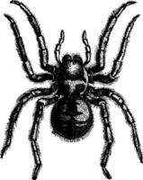 Tarantula, vintage engraving. vector