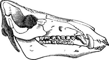 Boar's Head, vintage engraving. vector