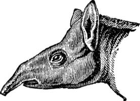 Tapir, vintage engraving. vector