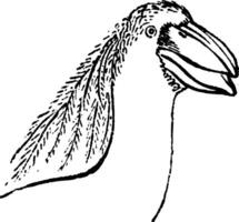 Boat-billed heron or boatbill, vintage engraving. vector