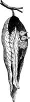 Warbler nest seamstress, vintage engraving. vector