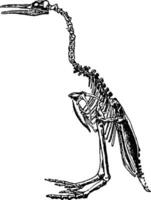 Hesperornis skeleton, vintage engraving. vector