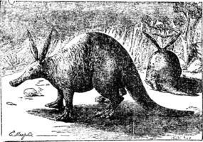 Aardvark, vintage engraving. vector