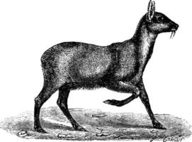 Musk deer, vintage engraving. vector