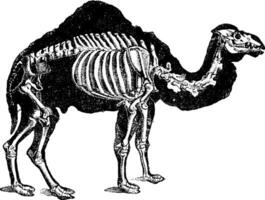 Camel skeleton, vintage engraving. vector