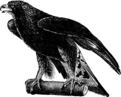 Golden eagle, vintage engraving. vector