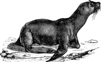 Sea lion, vintage engraving. vector