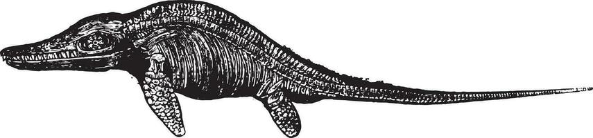 Ichthyosaur, vintage engraving. vector