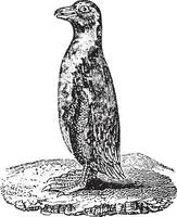 Penguin, vintage engraving. vector