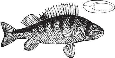 Perch, vintage engraving. vector