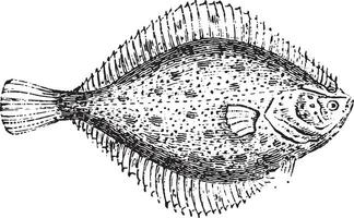 Flounder, vintage engraving. vector