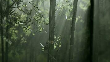 verde bambú bosque en el Mañana luz de sol foto
