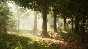 Rays of sunlight in a misty forest in autumn create a magical mood photo