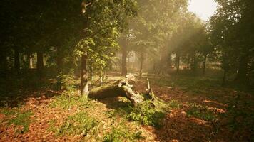 Rays of sunlight in a misty forest in autumn create a magical mood photo