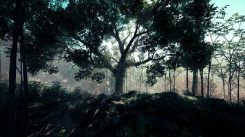 The beautiful scene of tropical rain forest photo