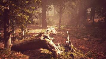 rayos de luz de sol en un brumoso bosque en otoño crear un mágico estado animico foto