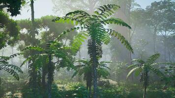 Dense Tropical Rainforest With Morning Fog photo