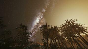 The Milky Way rises over plam trees photo