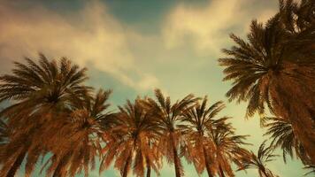 Palm trees at sunset light photo