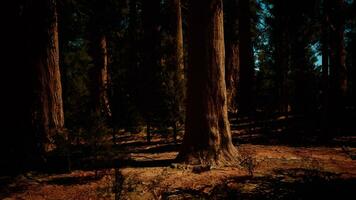 Group of Giant Sequoia Trees in Yosemite National Park on sunny day photo