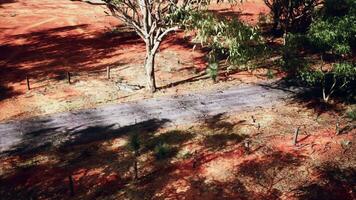 Eucalyptus forest plantation and empty highway in Brazil photo