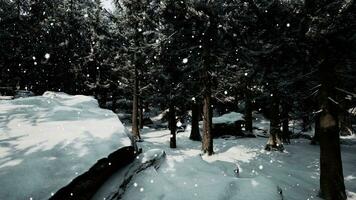 Winter forest in the snow photo