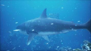 large great white shark swims near the surface off the coast photo