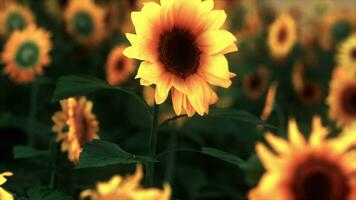 campo con girasoles amarillos al atardecer en verano. foto