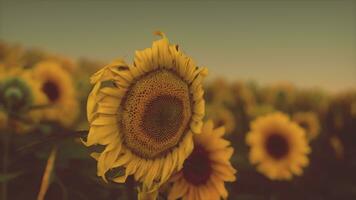 paisaje al atardecer en el campo de girasol foto