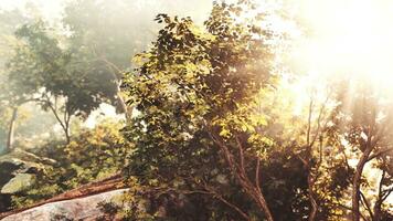 The sun shines through the trees and rocks photo