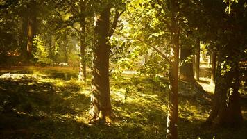 el Dom brilla mediante el arboles en el bosque foto
