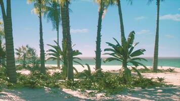View of nice tropical beach with palms around photo