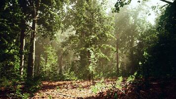 A forest filled with lots of trees and leaves photo