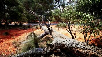 South Africa landscape with green trees photo