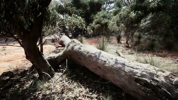 Hiking trail through the bush at Western Australia photo