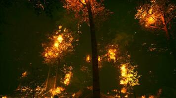 Intense flames from a massive forest fire photo