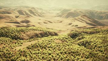 muy remoto spinifex césped cubierto Mancha en el genial victoria Desierto foto