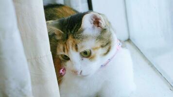 Lazy cat sleeping by the window. photo