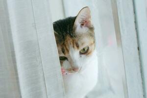 Lazy cat sleeping by the window. photo