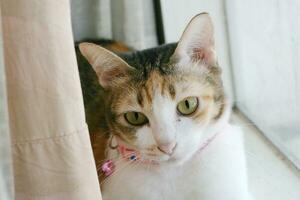 Lazy cat sleeping by the window. photo