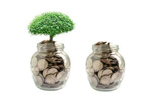 Tree plumule leaf on save money coins, Business finance saving banking investment concept. photo