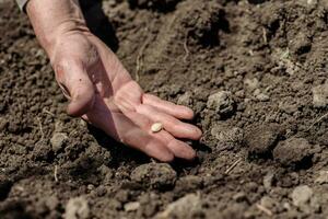 An elderly man planting seeds in the garden photo