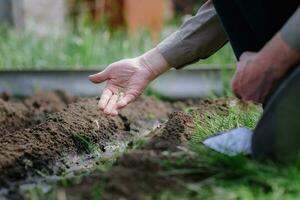 An elderly man planting seeds in the garden photo