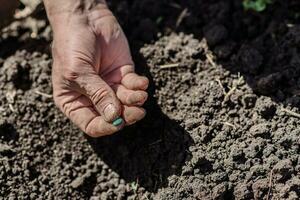 An elderly man planting seeds in the garden photo