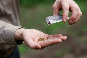 A man pours on the palm of beet seeds photo